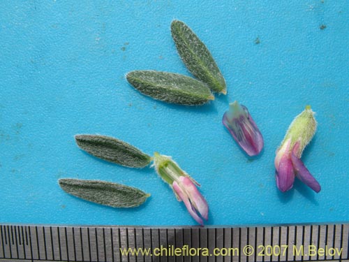 Image of Astragalus paposanus (). Click to enlarge parts of image.