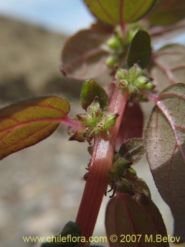 Bild von Parietaria debilis (). Klicken Sie, um den Ausschnitt zu vergrössern.