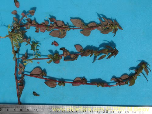 Image of Parietaria debilis (). Click to enlarge parts of image.