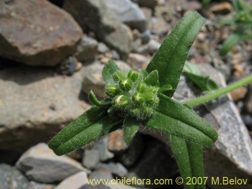 Фотография Cryptantha sp. #1951 (). Щелкните, чтобы увеличить вырез.