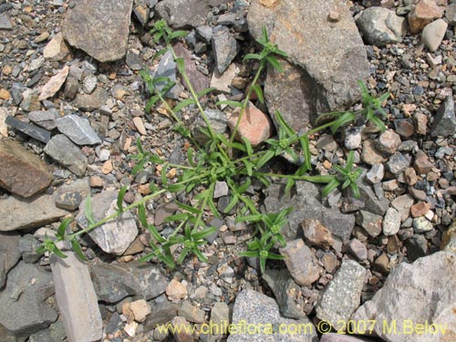 Cryptantha sp. #1951의 사진