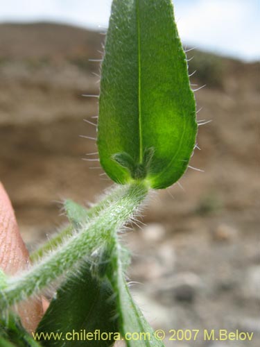 Image of Cryptantha sp. #1951 (). Click to enlarge parts of image.