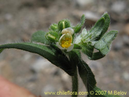Image of Cryptantha sp. #1951 (). Click to enlarge parts of image.