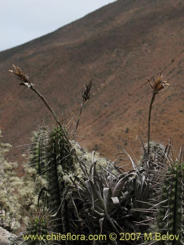 Imágen de Tillandsia geissei (). Haga un clic para aumentar parte de imágen.