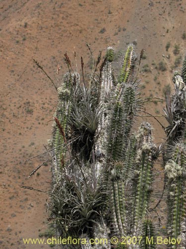 Imágen de Tillandsia geissei (). Haga un clic para aumentar parte de imágen.