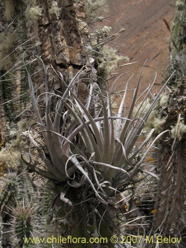 Bild von Tillandsia geissei (). Klicken Sie, um den Ausschnitt zu vergrössern.