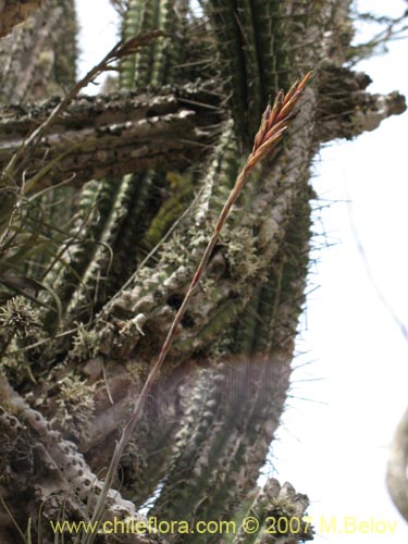 Bild von Tillandsia geissei (). Klicken Sie, um den Ausschnitt zu vergrössern.