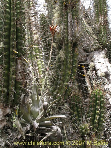 Tillandsia geissei의 사진