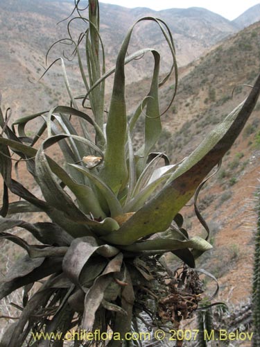 Bild von Tillandsia geissei (). Klicken Sie, um den Ausschnitt zu vergrössern.