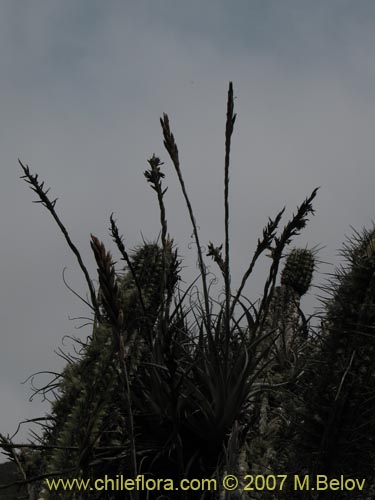 Image of Tillandsia geissei (). Click to enlarge parts of image.