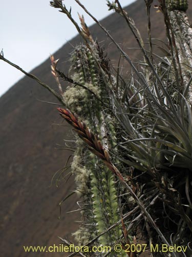 Image of Tillandsia geissei (). Click to enlarge parts of image.