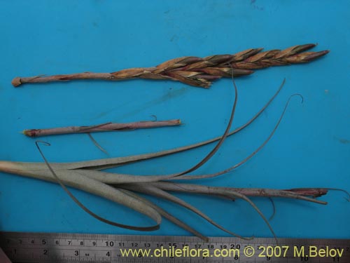 Image of Tillandsia geissei (). Click to enlarge parts of image.