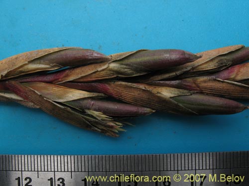 Image of Tillandsia geissei (). Click to enlarge parts of image.