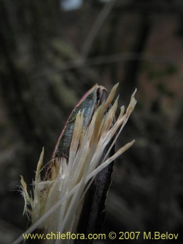 Bild von Tillandsia geissei (). Klicken Sie, um den Ausschnitt zu vergrössern.