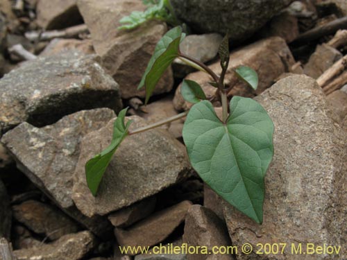 Bild von Ipomoea dumetorum (). Klicken Sie, um den Ausschnitt zu vergrössern.