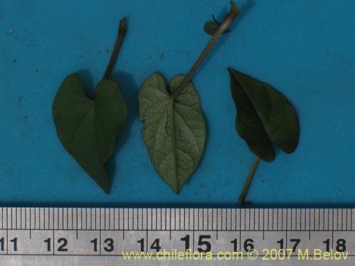 Ipomoea dumetorum的照片