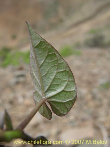 Bild von Ipomoea dumetorum (). Klicken Sie, um den Ausschnitt zu vergrössern.