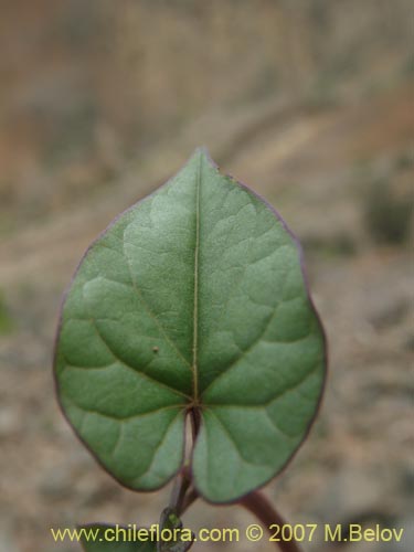 Bild von Ipomoea dumetorum (). Klicken Sie, um den Ausschnitt zu vergrössern.