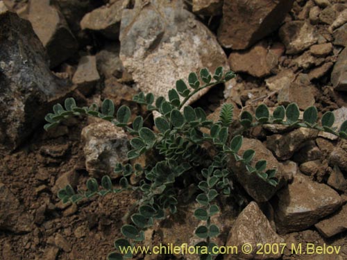 Astragalus cachinalensisの写真