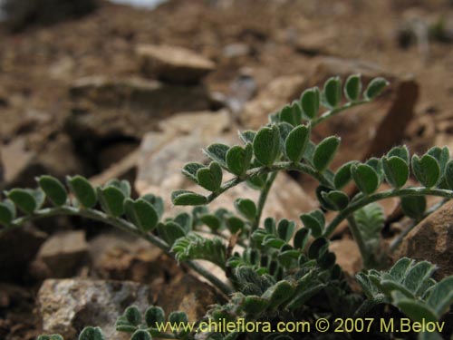 Astragalus cachinalensis의 사진