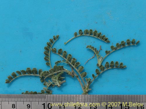 Фотография Astragalus cachinalensis (). Щелкните, чтобы увеличить вырез.
