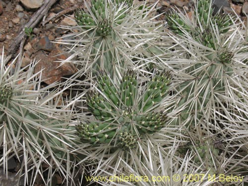 Фотография Cylindropuntia tunicata (). Щелкните, чтобы увеличить вырез.