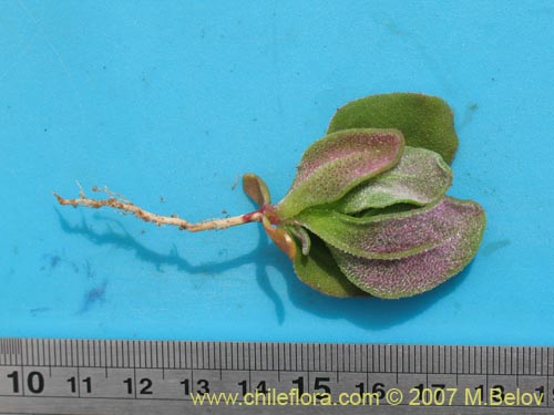 Image of Tetragonia ovata (). Click to enlarge parts of image.