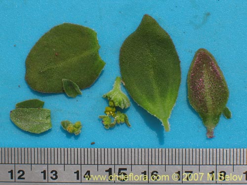 Image of Tetragonia ovata (). Click to enlarge parts of image.