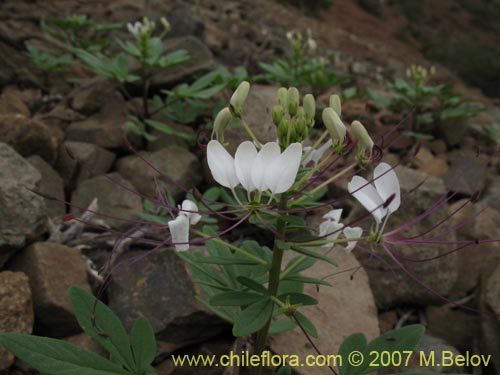 Imágen de Cleome chilensis (). Haga un clic para aumentar parte de imágen.