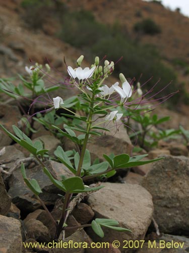 Bild von Cleome chilensis (). Klicken Sie, um den Ausschnitt zu vergrössern.