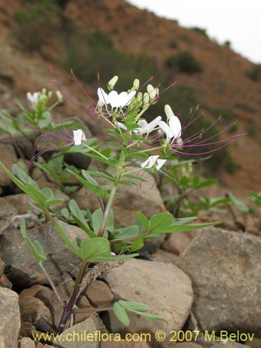 Фотография Cleome chilensis (). Щелкните, чтобы увеличить вырез.