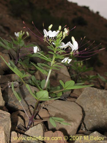 Фотография Cleome chilensis (). Щелкните, чтобы увеличить вырез.