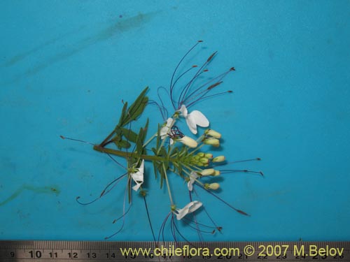 Image of Cleome chilensis (). Click to enlarge parts of image.