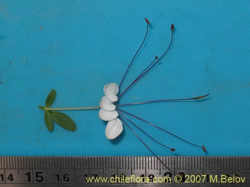 Фотография Cleome chilensis (). Щелкните, чтобы увеличить вырез.