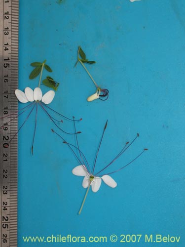 Image of Cleome chilensis (). Click to enlarge parts of image.