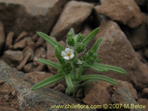 Imágen de Cryptantha filaginea (). Haga un clic para aumentar parte de imágen.