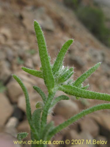 Imágen de Cryptantha filaginea (). Haga un clic para aumentar parte de imágen.