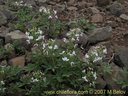 Image of Cleome chilensis (). Click to enlarge parts of image.