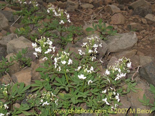 Фотография Cleome chilensis (). Щелкните, чтобы увеличить вырез.