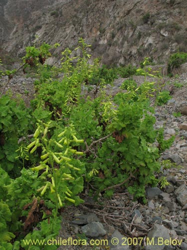 Фотография Nicotiana solanifolia (Tabaco cimarrón). Щелкните, чтобы увеличить вырез.