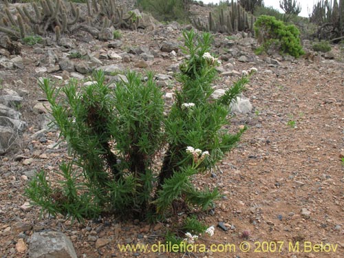 Imágen de Heliotropium taltalense (). Haga un clic para aumentar parte de imágen.