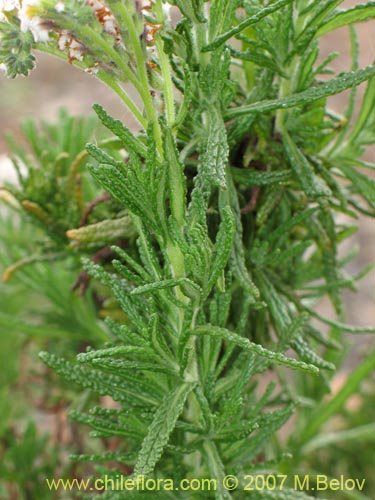 Bild von Heliotropium taltalense (). Klicken Sie, um den Ausschnitt zu vergrössern.