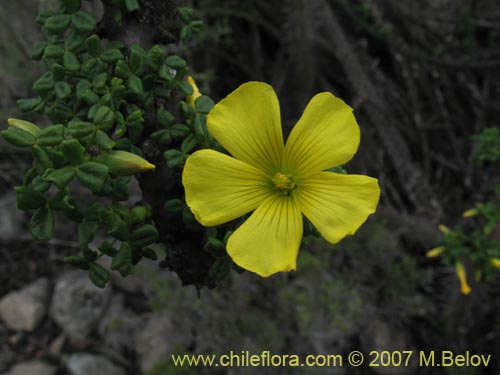 Фотография Oxalis gigantea (). Щелкните, чтобы увеличить вырез.