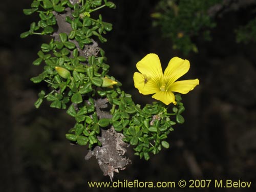 Фотография Oxalis gigantea (). Щелкните, чтобы увеличить вырез.