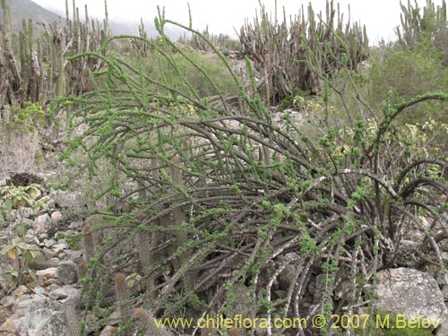 Imágen de Oxalis gigantea (). Haga un clic para aumentar parte de imágen.