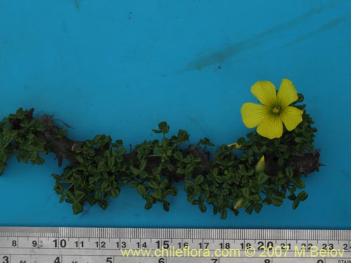 Фотография Oxalis gigantea (). Щелкните, чтобы увеличить вырез.