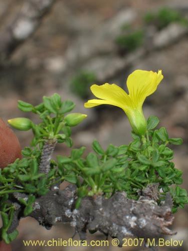 Фотография Oxalis gigantea (). Щелкните, чтобы увеличить вырез.