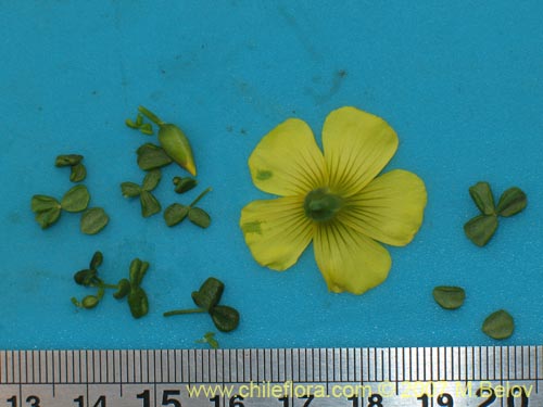 Фотография Oxalis gigantea (). Щелкните, чтобы увеличить вырез.