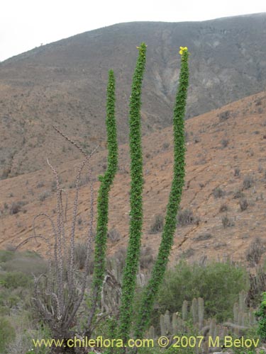 Фотография Oxalis gigantea (). Щелкните, чтобы увеличить вырез.