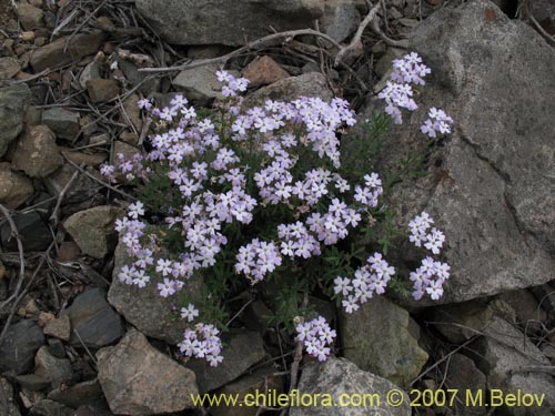 Фотография Glandularia atacamensis (). Щелкните, чтобы увеличить вырез.